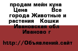 продам мейн куна › Цена ­ 15 000 - Все города Животные и растения » Кошки   . Ивановская обл.,Иваново г.